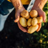 Zwei Hände halten ein paar frische Kartoffeln in die Kamera.